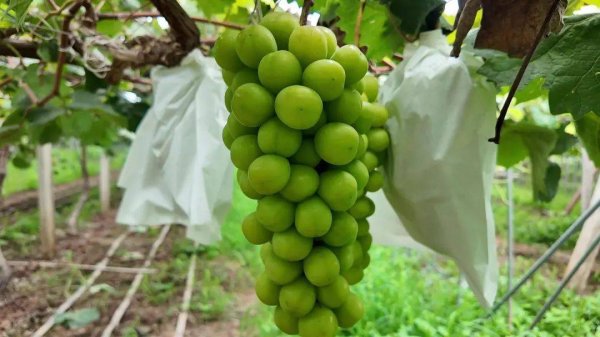 牛盘宝 枝江产，远销俄罗斯及东南亚地区！